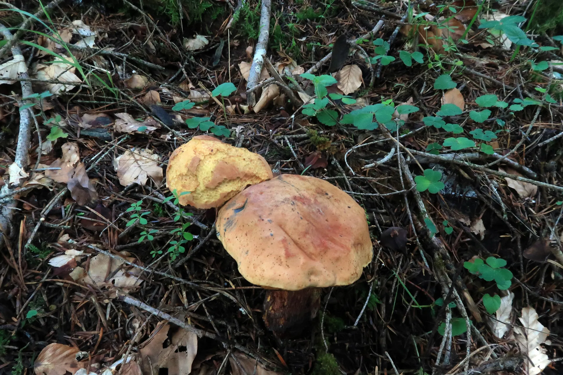 Suillellus luridus - 1 - IMG_6257